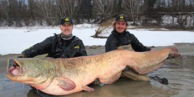 Catfish from the River Po.jpg